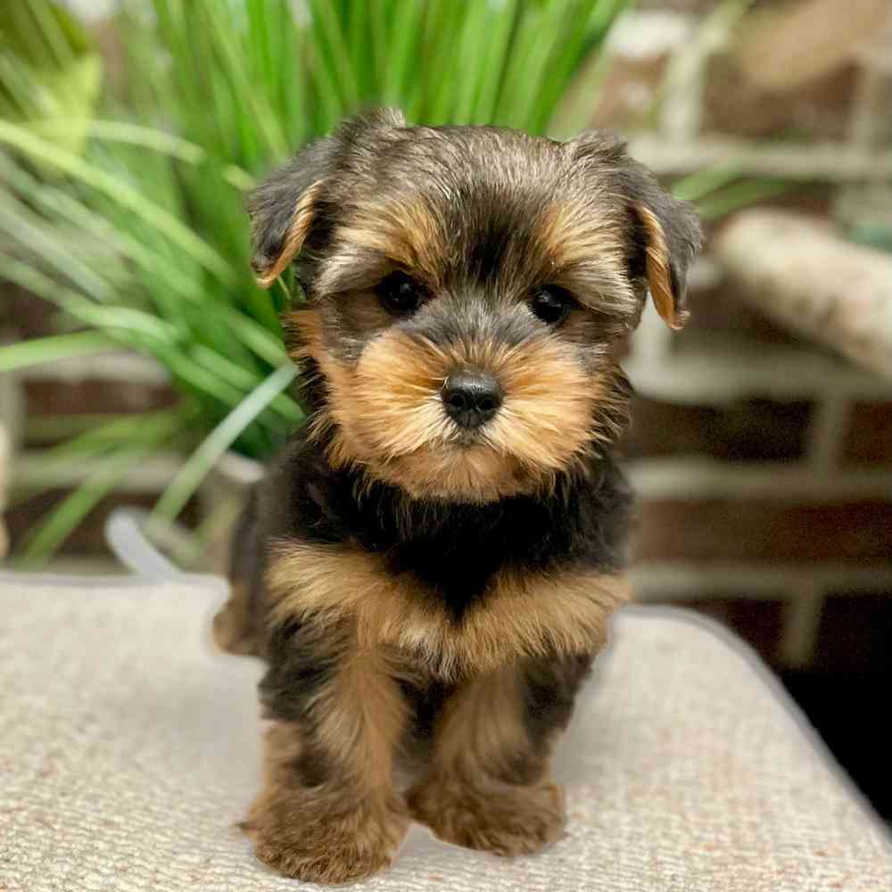 Male Yorkshire Terrier puppy for sale at Shake A Paw Green Brook.