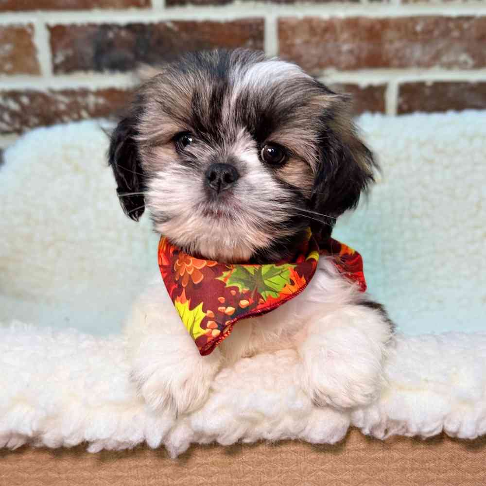 Female Lhasa Apso puppy for sale at Shake A Paw Union.