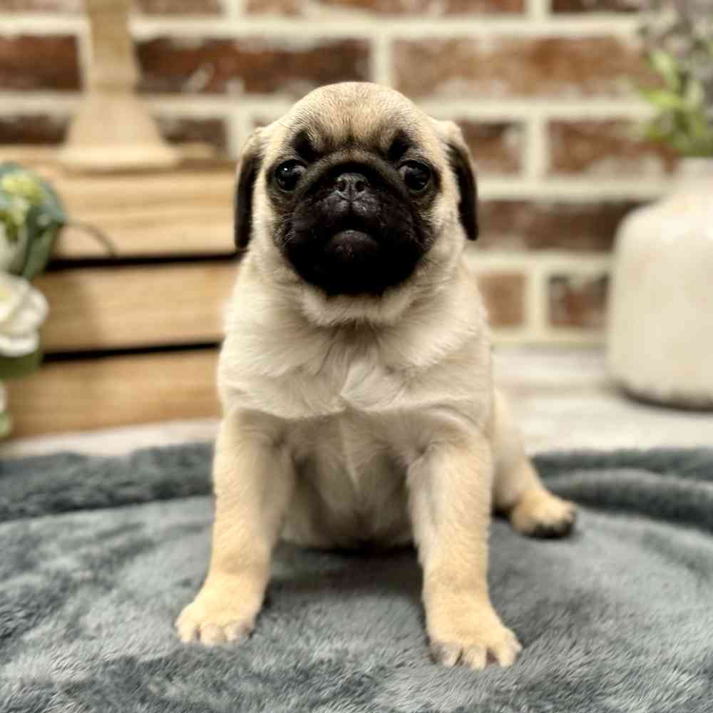 Female Pug puppy for sale at Shake A Paw Union.