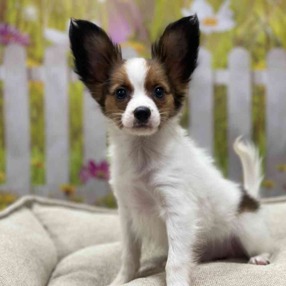 Male Papillon puppy for sale at Shake A Paw Union.