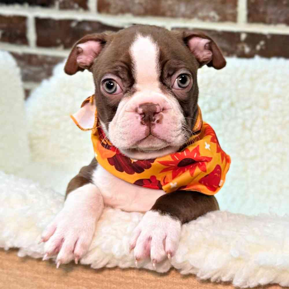 Male Boston Terrier puppy for sale at Shake A Paw Union.