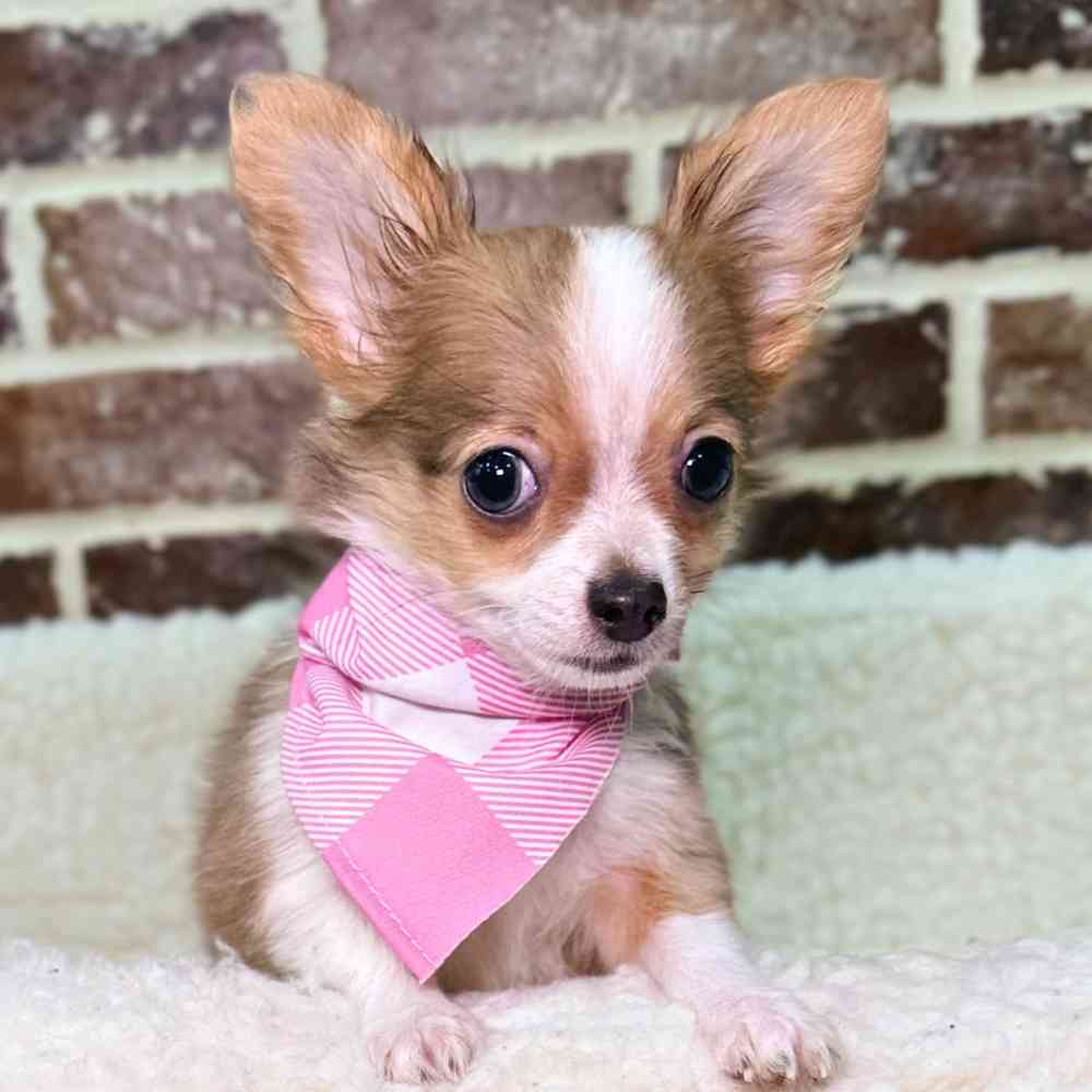 Female Chihuahua puppy for sale at Shake A Paw Union.