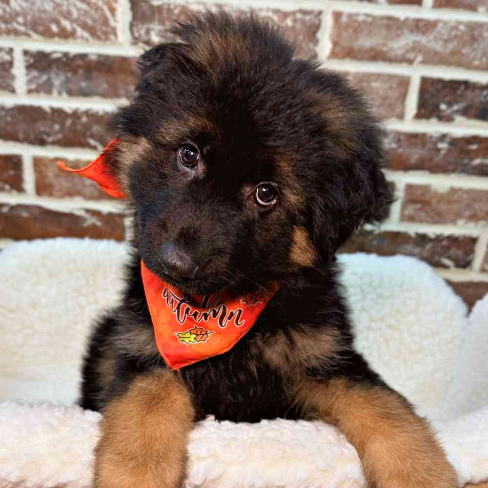 Female German Shepherd puppy for sale at Shake A Paw Union.
