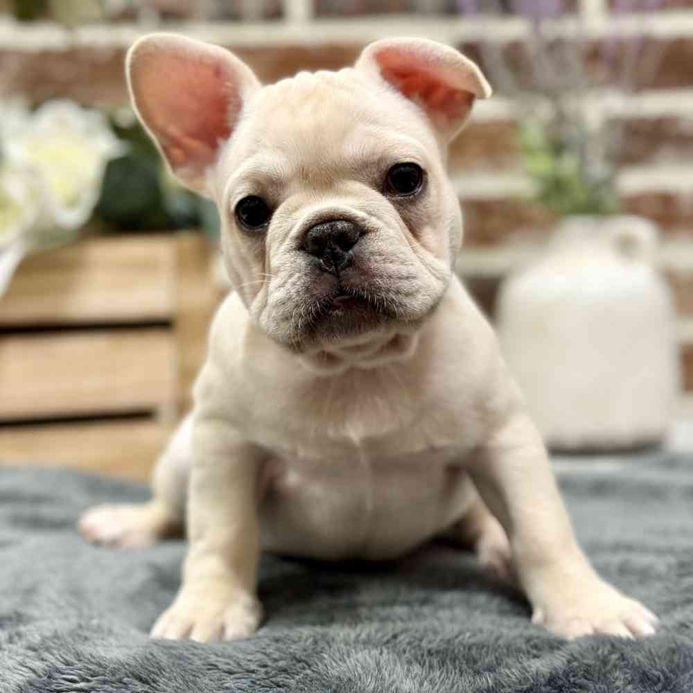 Female French Bulldog puppy for sale at Shake A Paw Union.