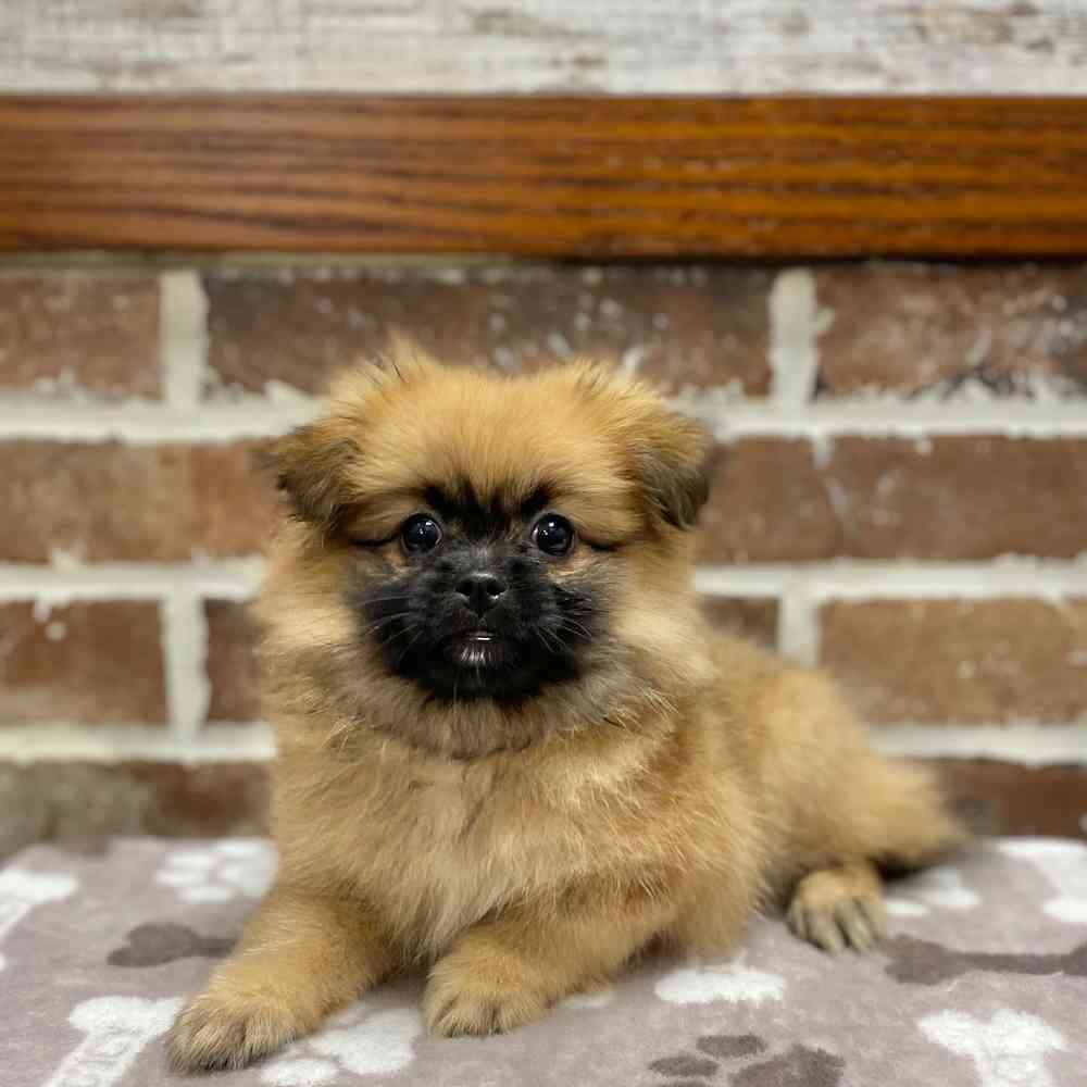 Female Shih Tzu / Pomeranian puppy for sale at Shake A Paw Green Brook.