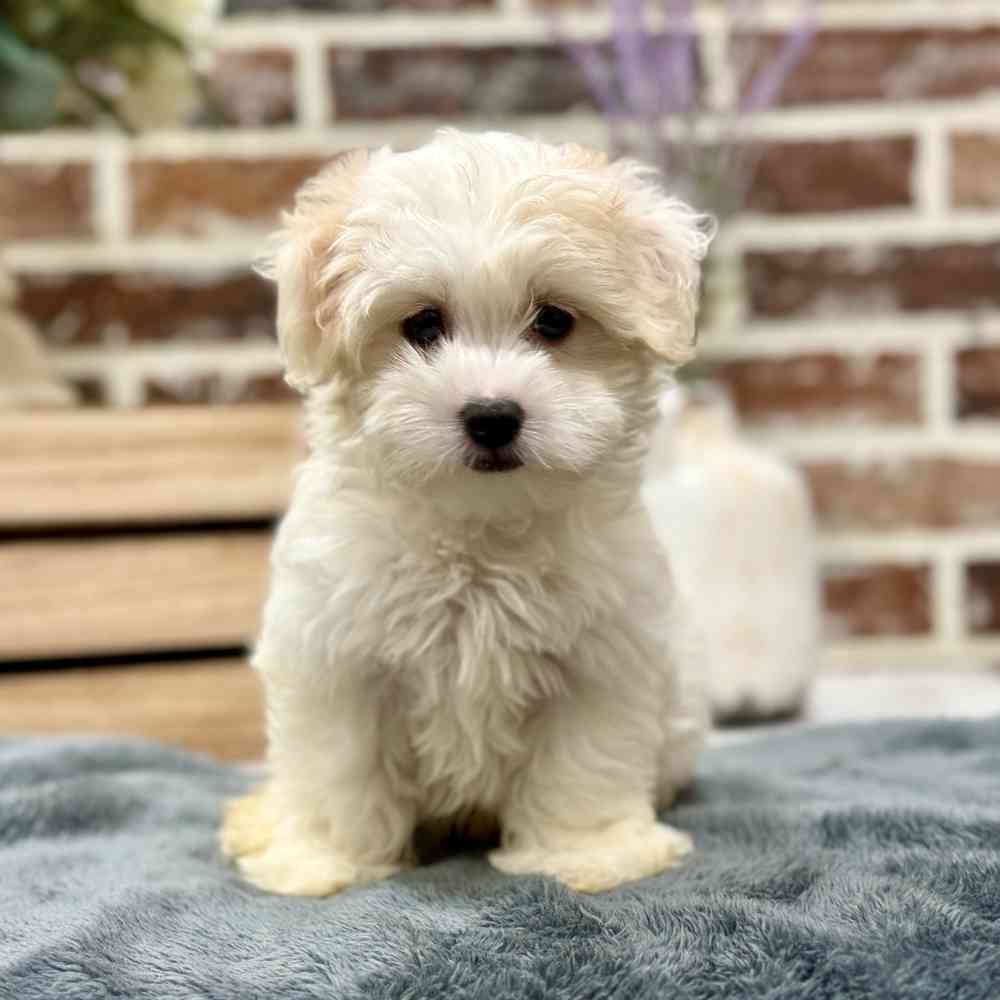 Male Coton De Tulear puppy for sale at Shake A Paw Union.