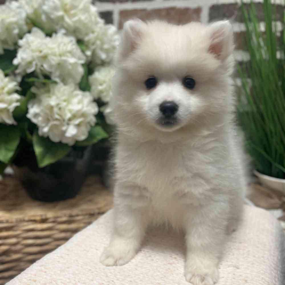 Female American Eskimo puppy for sale at Shake A Paw Green Brook.