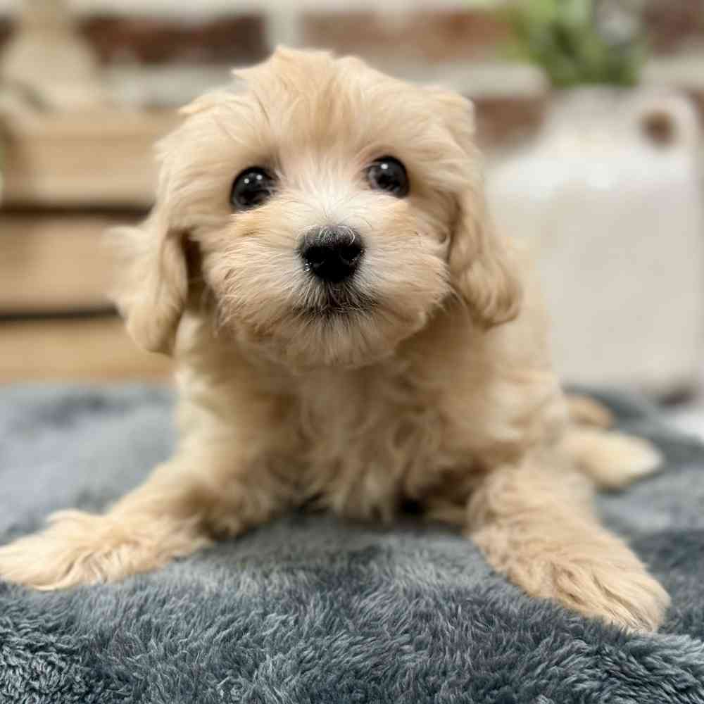 Male Maltipoo puppy for sale at Shake A Paw Union.
