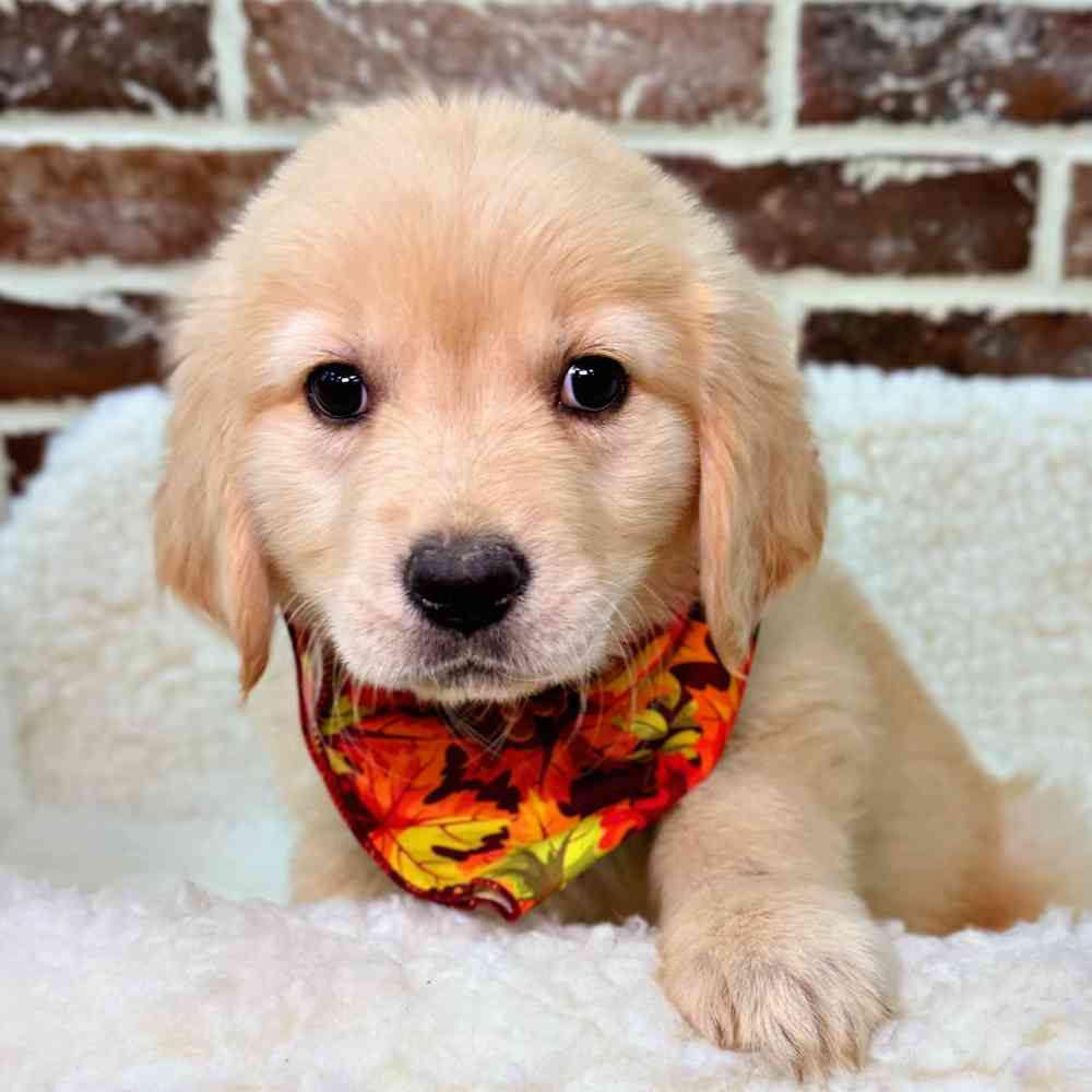 Female Golden Retriever puppy for sale at Shake A Paw Union.