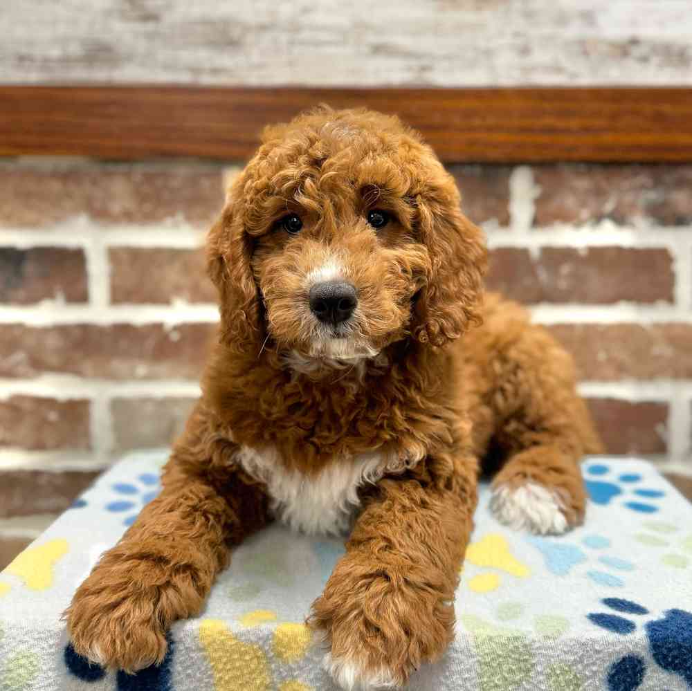 Male Mini Goldendoodle puppy for sale at Shake A Paw Green Brook.