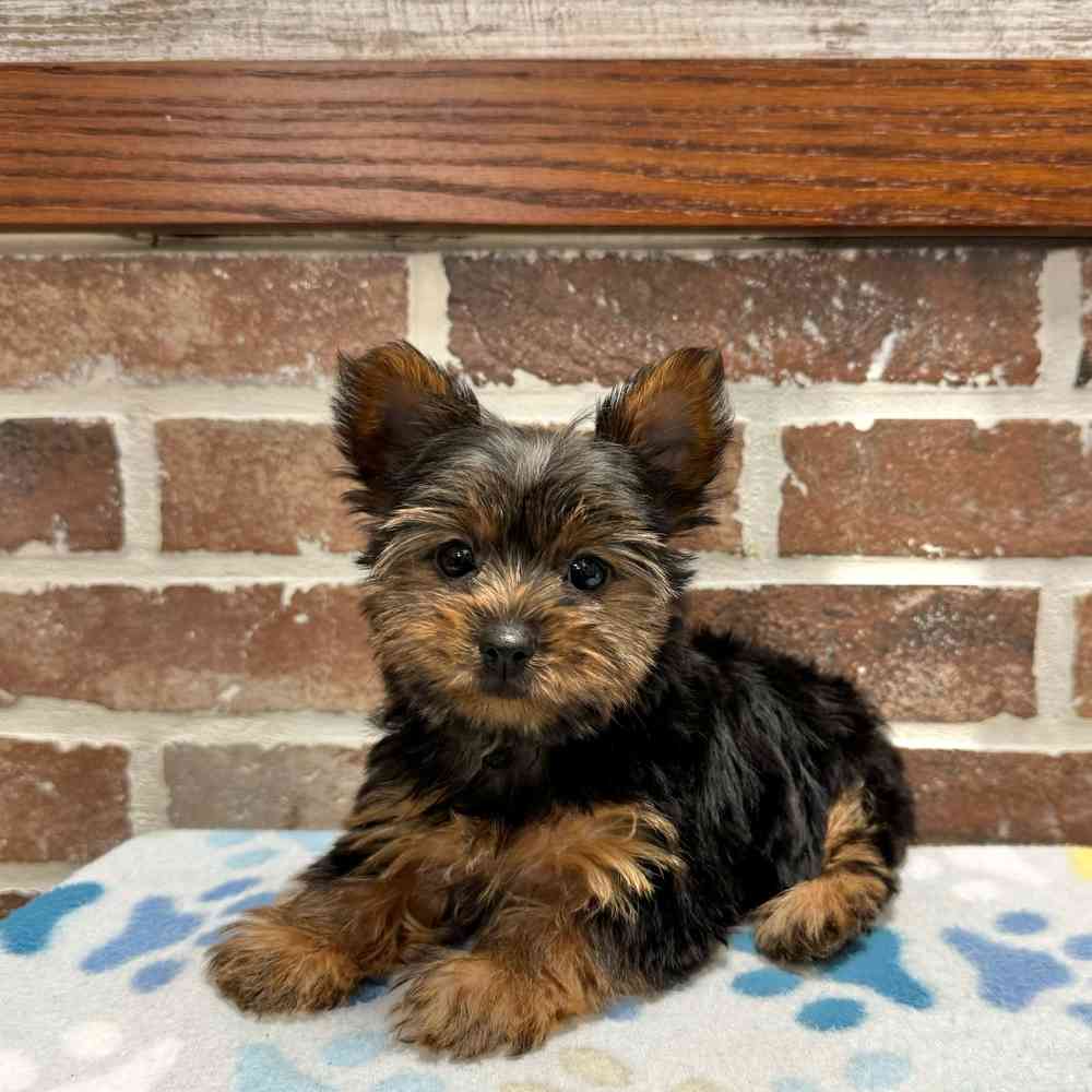 Female Yorkshire Terrier puppy for sale at Shake A Paw Green Brook.