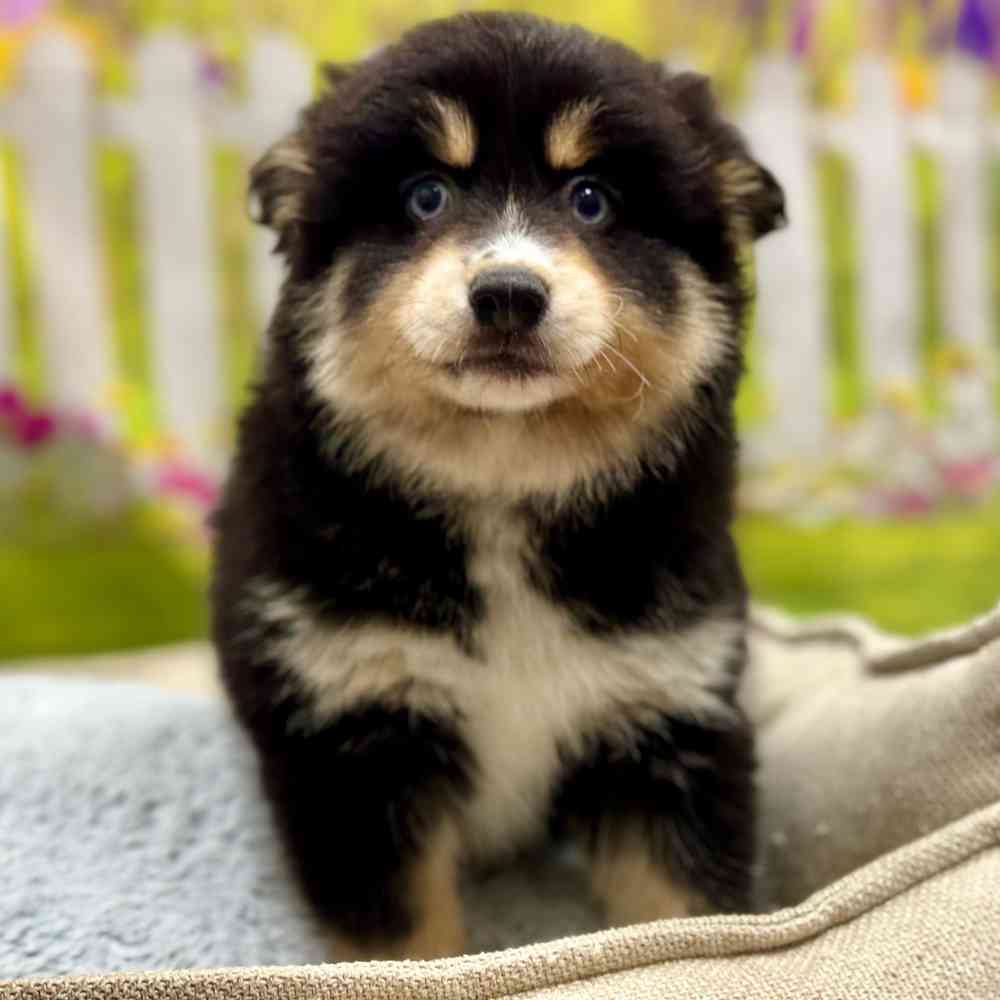 Female Pomsky 2Nd Gen puppy for sale at Shake A Paw Union.