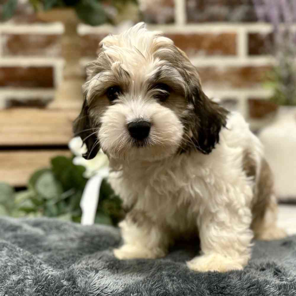 Male Havanese puppy for sale at Shake A Paw Union.