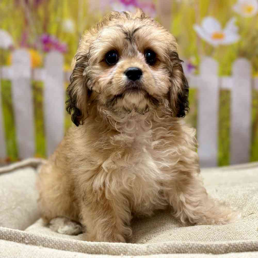 Female Cavachon puppy for sale at Shake A Paw Union.