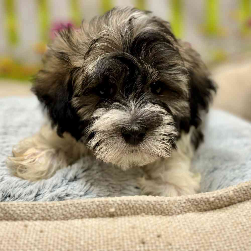 Male Havanese puppy for sale at Shake A Paw Union.