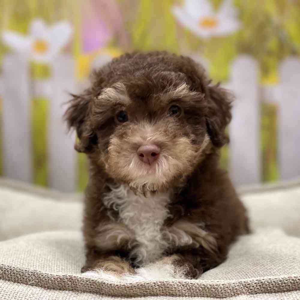 Male Mini Aussiedoodle puppy for sale at Shake A Paw Union.
