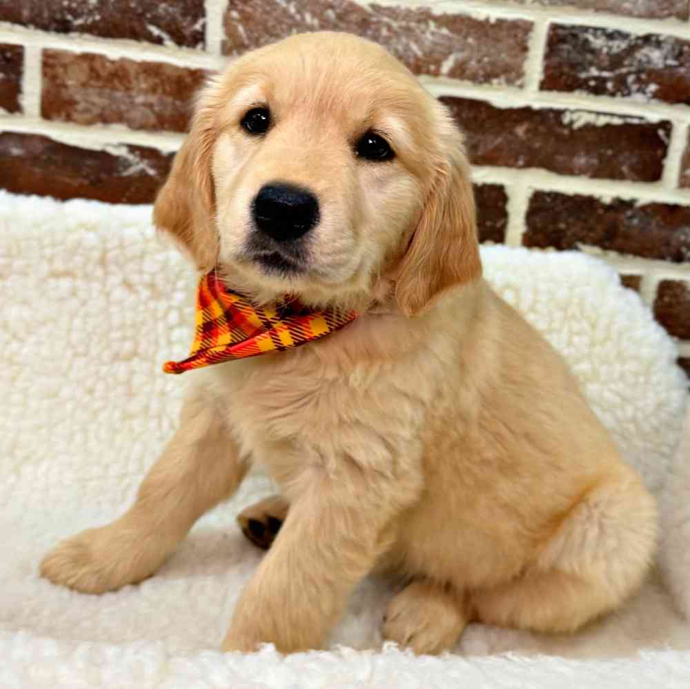 Female Golden Retriever puppy for sale at Shake A Paw Union.