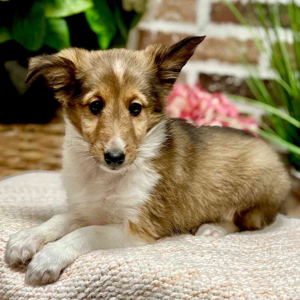 Female Shetland Sheepdog puppy for sale at Shake A Paw Green Brook.