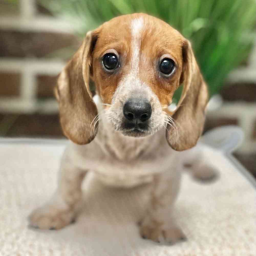 Male Dachshund puppy for sale at Shake A Paw Green Brook.