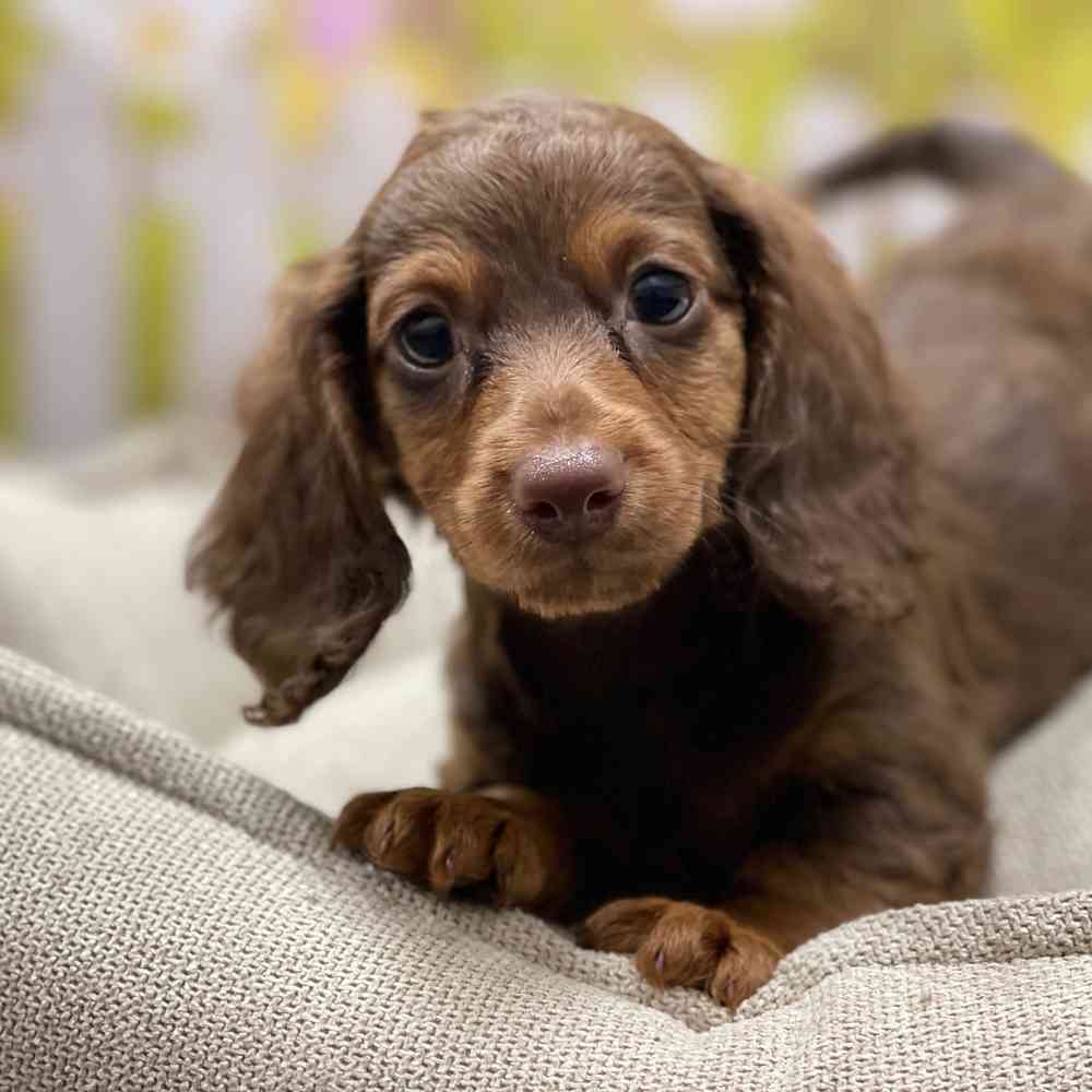 Female Dachshund puppy for sale at Shake A Paw Union.