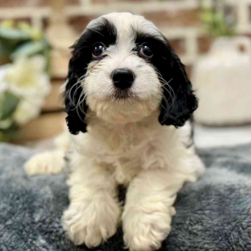 Female Cavapoo puppy for sale at Shake A Paw Union.
