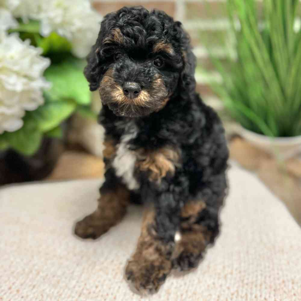 Female Poodle puppy for sale at Shake A Paw Green Brook.
