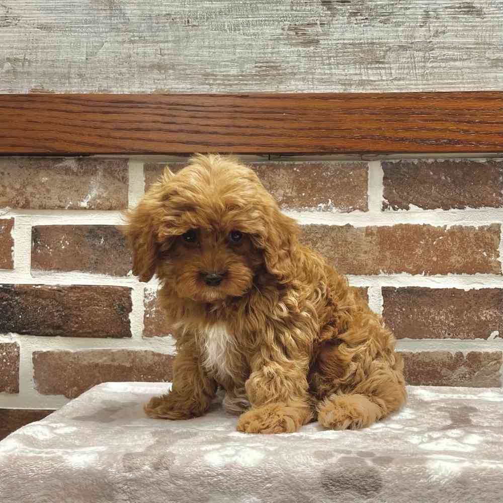 Female Cavapoo 2Nd Gen puppy for sale at Shake A Paw Green Brook.