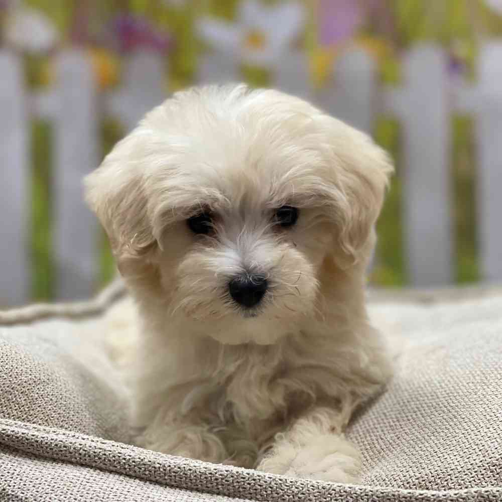 Female Maltipoo puppy for sale at Shake A Paw Union.