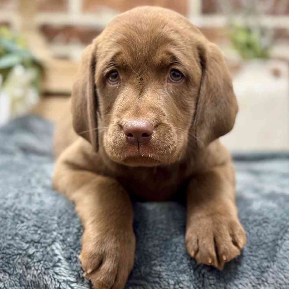 Female Labrador Retriever puppy for sale at Shake A Paw Union.