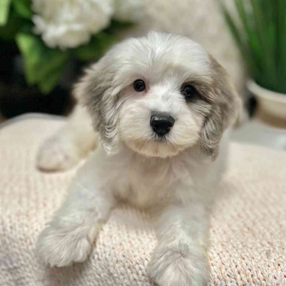 Female Mini Sheepadoodle 2Nd Gen puppy for sale at Shake A Paw Green Brook.