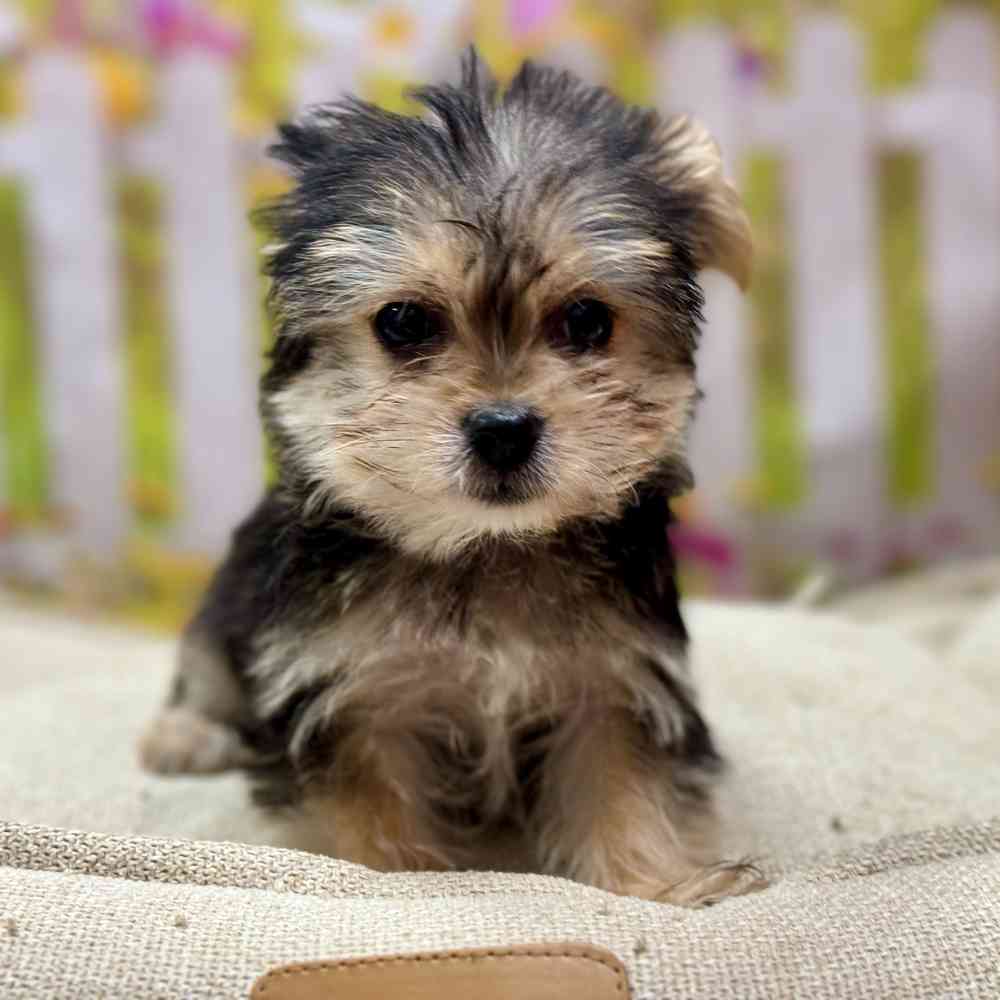 Female Maltese / Yorkie puppy for sale at Shake A Paw Union.
