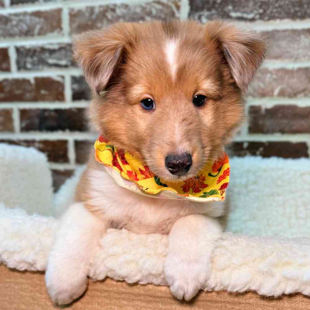 Male Shetland Sheepdog puppy for sale at Shake A Paw Union.