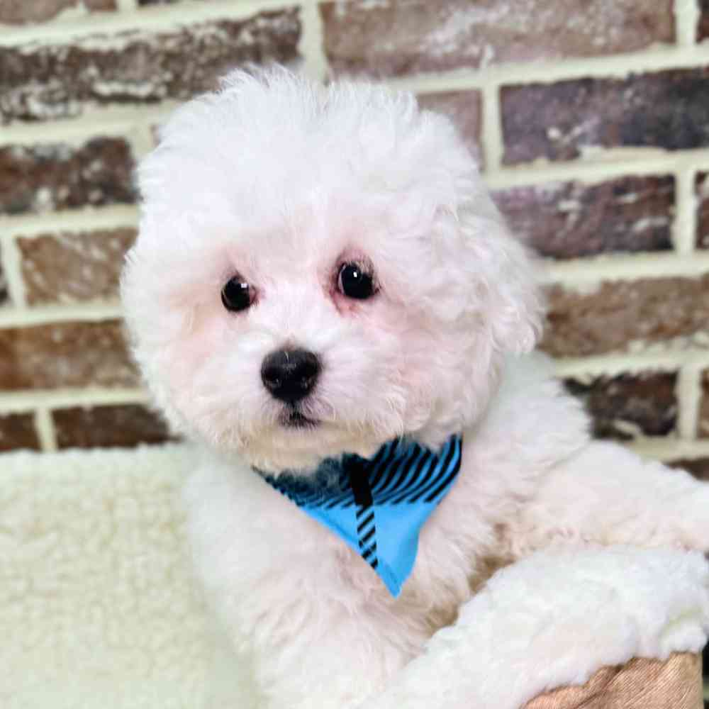 Male Bichon Frise puppy for sale at Shake A Paw Union.