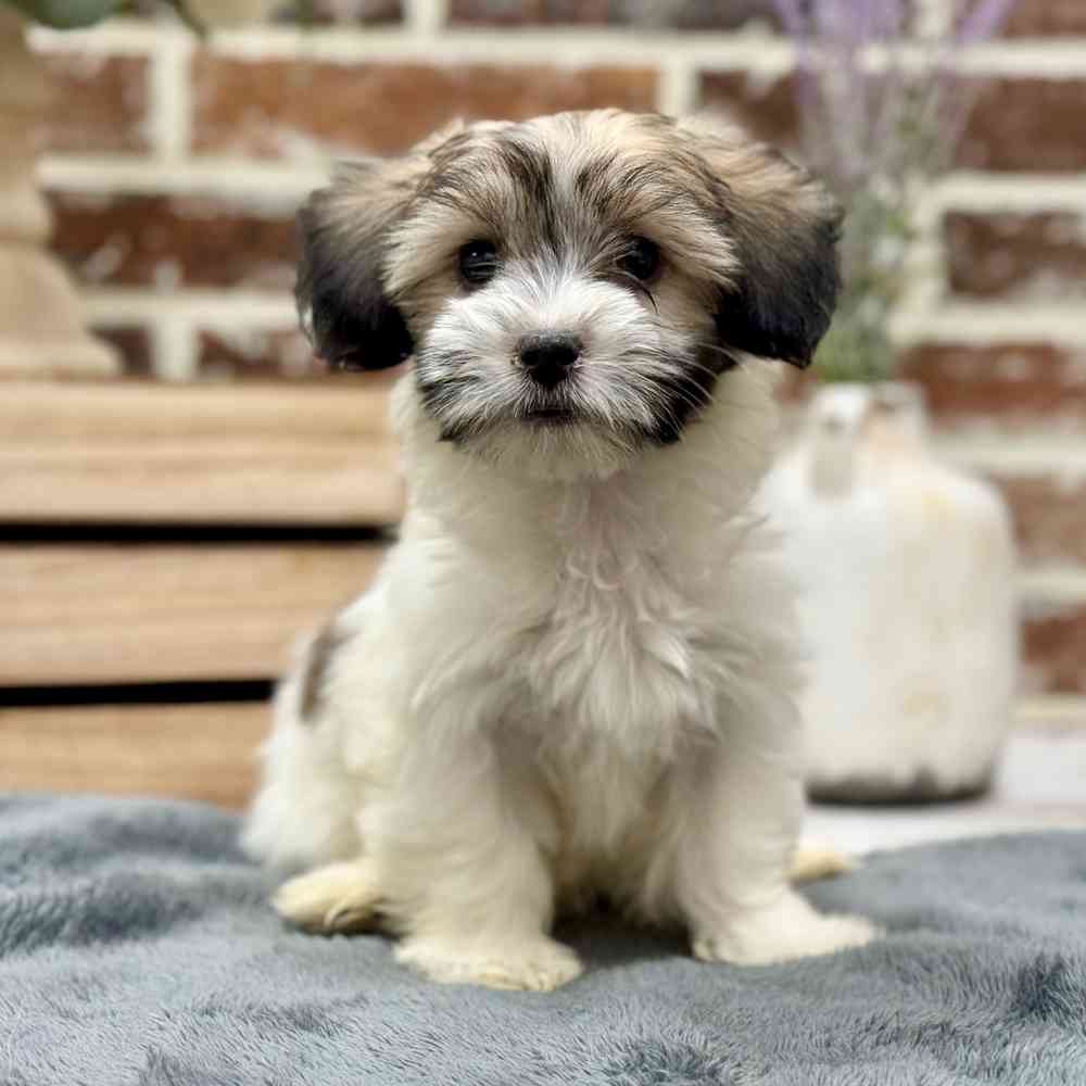 Female Coton De Tulear puppy for sale at Shake A Paw Union.