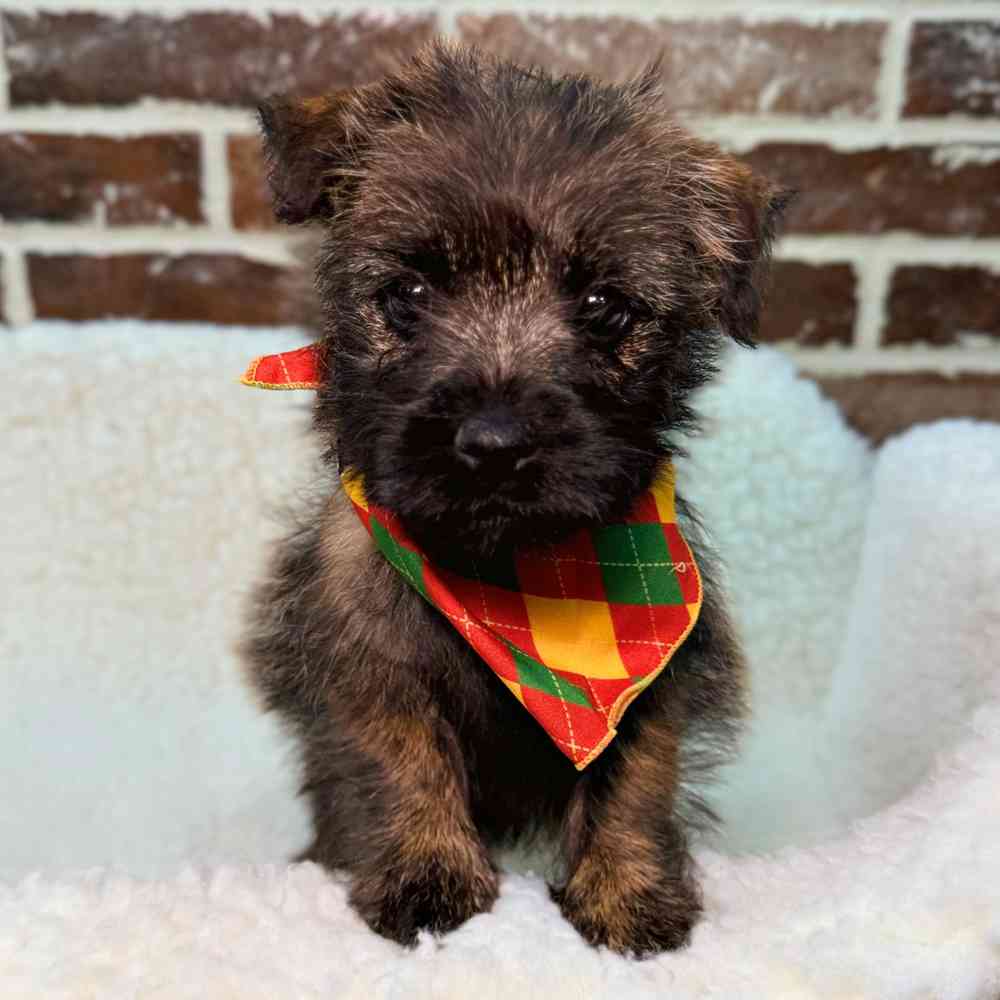 Male Cairn Terrier puppy for sale at Shake A Paw Union.