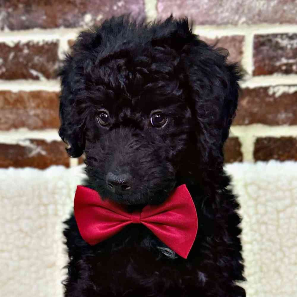 Male Poodle puppy for sale at Shake A Paw Union.