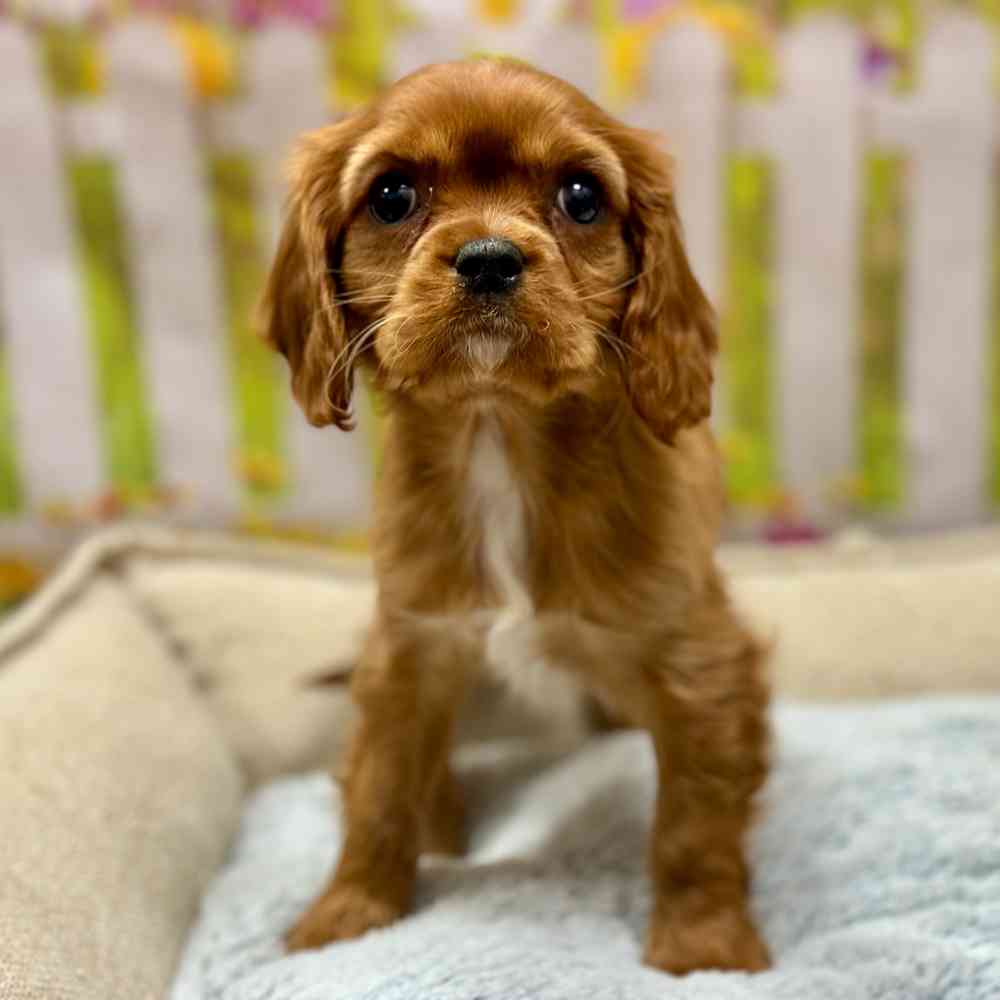 Female Cavalier King Charles Spaniel puppy for sale at Shake A Paw Union.