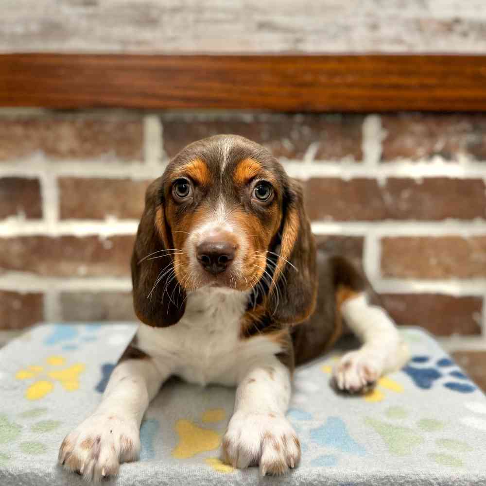 Male Beagle puppy for sale at Shake A Paw Green Brook.