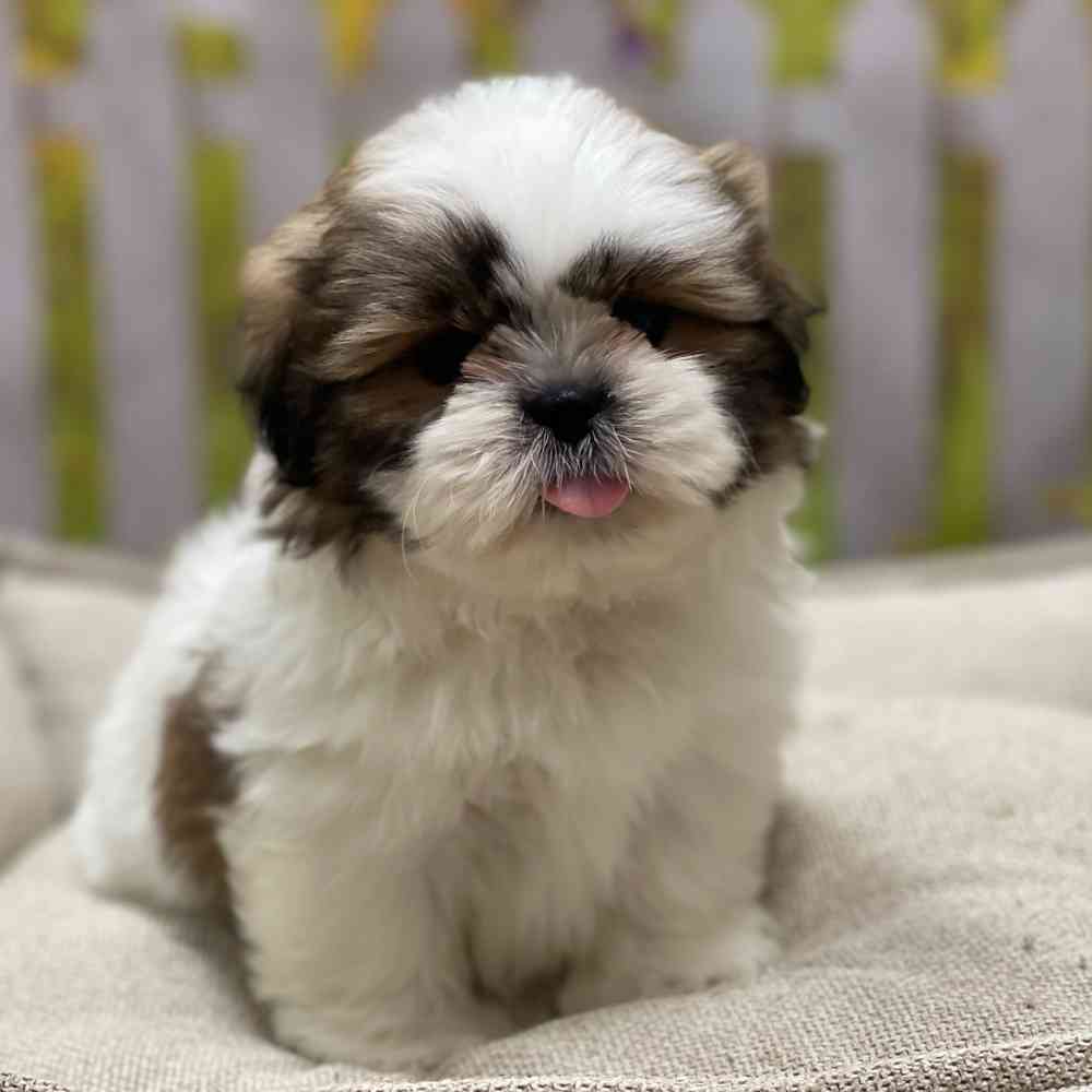 Male Shih Tzu / Bichon puppy for sale at Shake A Paw Union.