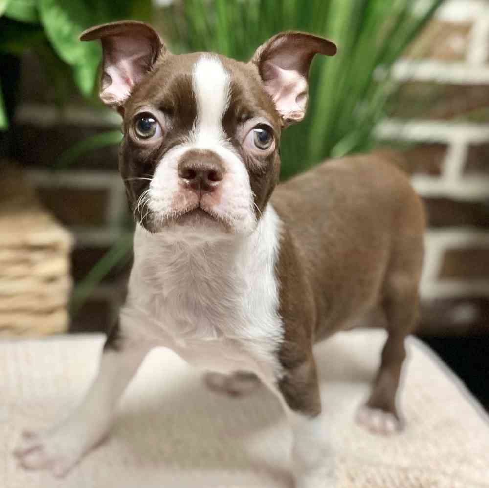 Male Boston Terrier puppy for sale at Shake A Paw Green Brook.