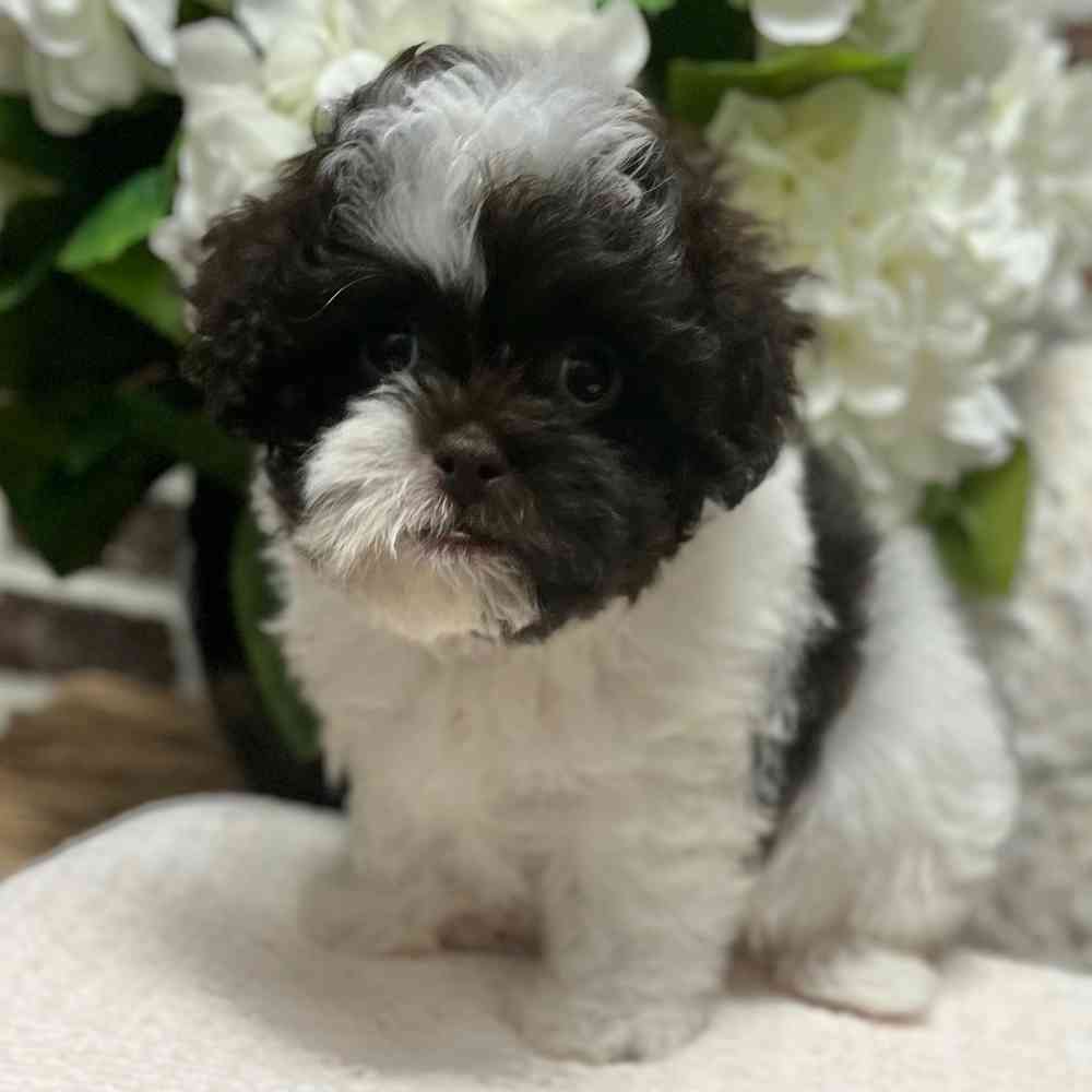 Female Shih Tzu / Poodle puppy for sale at Shake A Paw Green Brook.