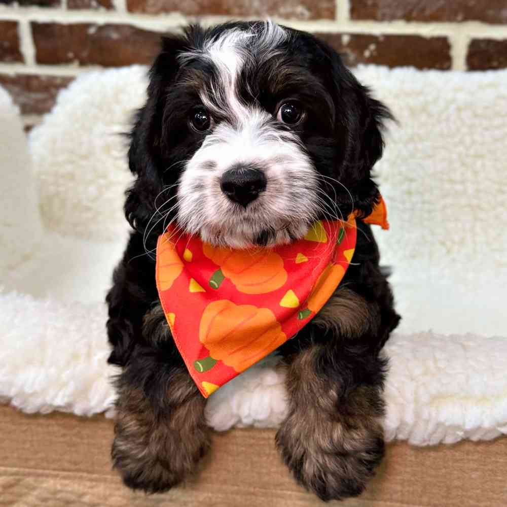 Female Mini Bernedoodle 2Nd Gen puppy for sale at Shake A Paw Union.