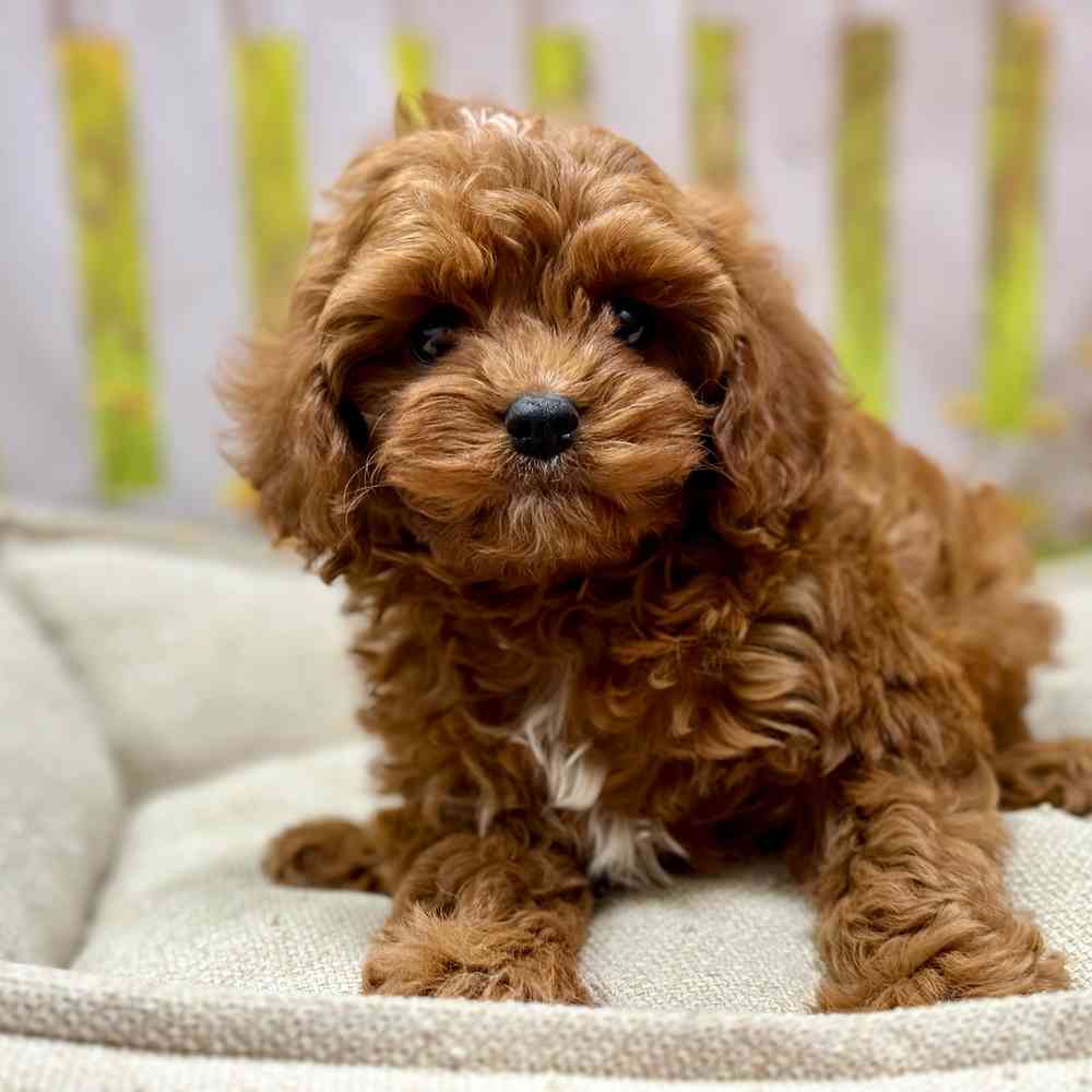 Female Cavapoo puppy for sale at Shake A Paw Union.