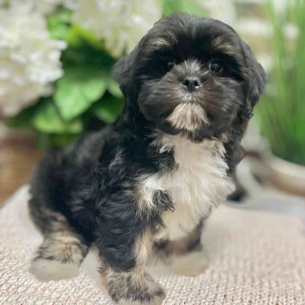 Female Lhasa Apso puppy for sale at Shake A Paw Green Brook.