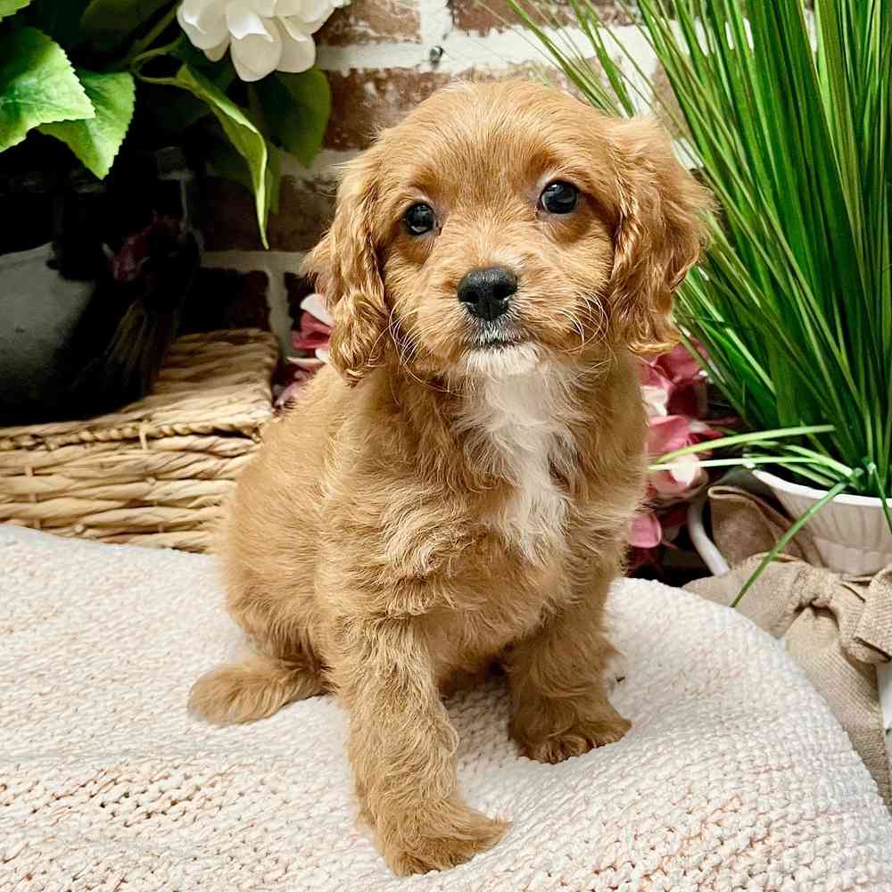 Male Cavapoo puppy for sale at Shake A Paw Green Brook.