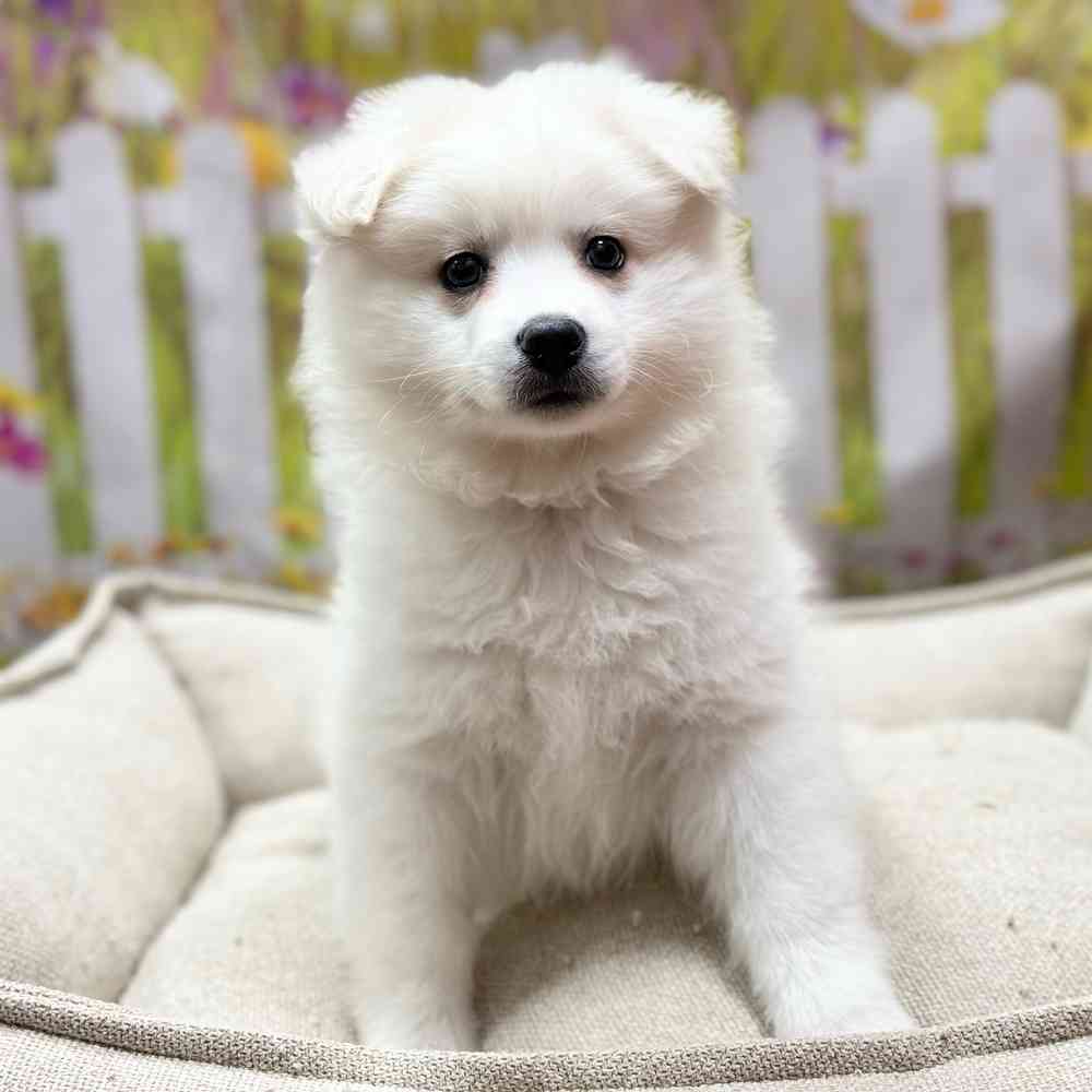 Male American Eskimo puppy for sale at Shake A Paw Union.