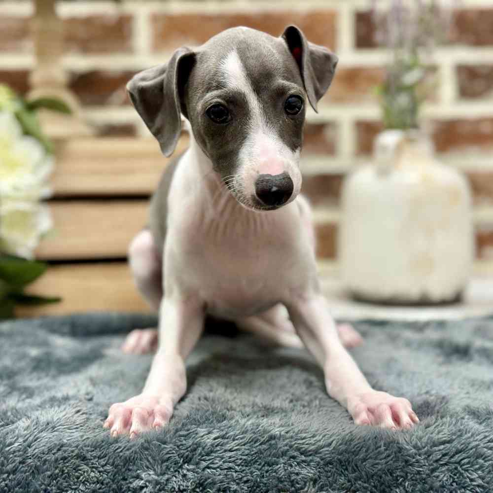 Male Italian Greyhound puppy for sale at Shake A Paw Union.