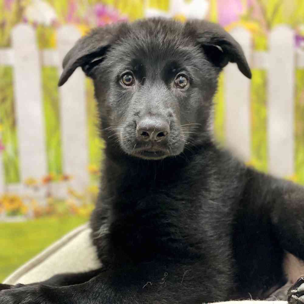 Male German Shepherd puppy for sale at Shake A Paw Union.