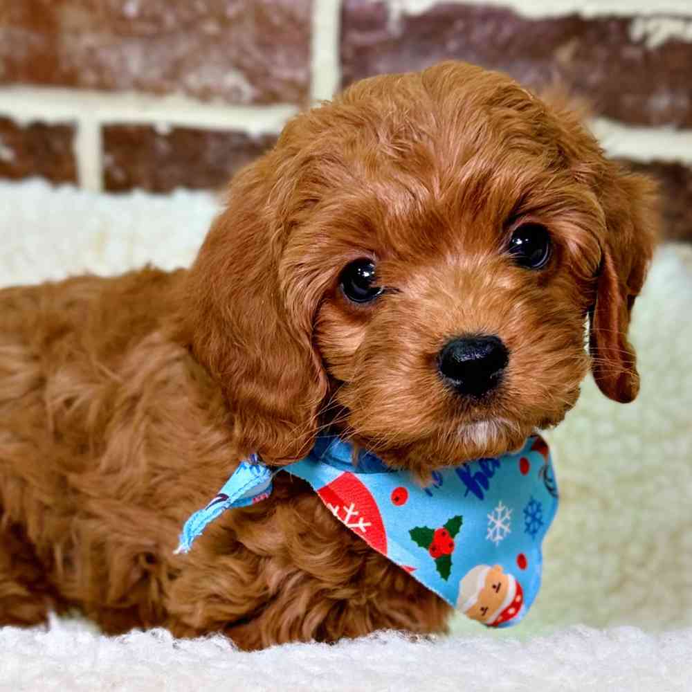 Male Cockapoo 2Nd Gen puppy for sale at Shake A Paw Union.