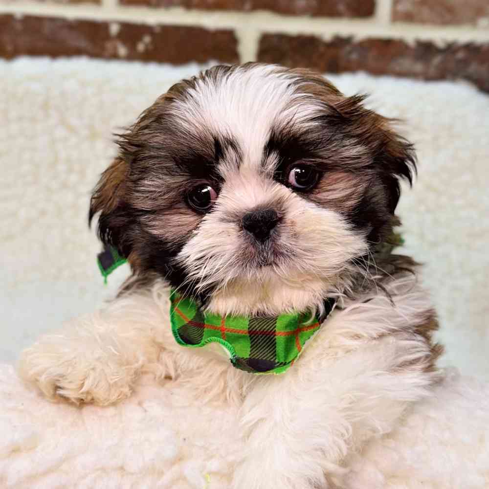 Male Shih Tzu puppy for sale at Shake A Paw Union.